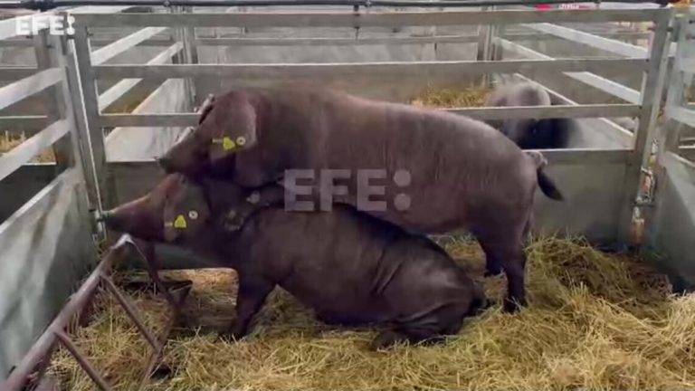 FOTOGRAFÍA. ZAFRA (BADAJOZ) REINO DE ESPAÑA, 28 DE SEPTIEMBRE DE 2024. En la imagen, dos cerdos ibéricos, protagonistas principales este 2024 de la Feria Internacional Ganadera de Zafra (FIG) 2024. El secretario técnico de la Asociación Española de Criadores Cerdo Ibérico (AECERIBER), Pablo Aguirre Díaz, ha manifestado, en declaraciones a Efe, que la alegría habitual de la feria este año es "contenida" por la situación de los ganaderos de rumiantes, aunque todos los focos miren al cerdo y el número de visitas al ganado porcino sea superior a ediciones anteriores. Captura vídeo Efe/Lasvocesdelpueblo (Ñ Pueblo) Efe