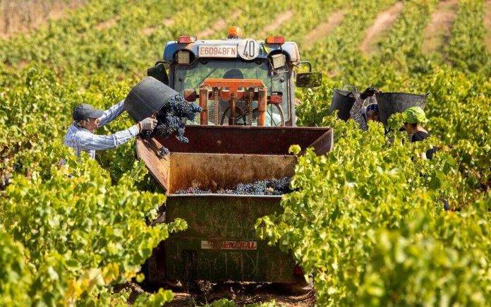 FOTOGRAFÍA. REINO DE ESPAÑA), 14 DE AGOSTO DE 2024. Probables chubascos hoy en España. Detalle de varias personas haciendo los trabajos de vendimia en el campo español. Los extranjeros representan el 30 % de los trabajadores de la agricultura española, y empresarios y sindicatos coinciden en que hacen falta reformas para garantizar su inserción en las zonas rurales y lograr que su contratación sea regulada. Efe
