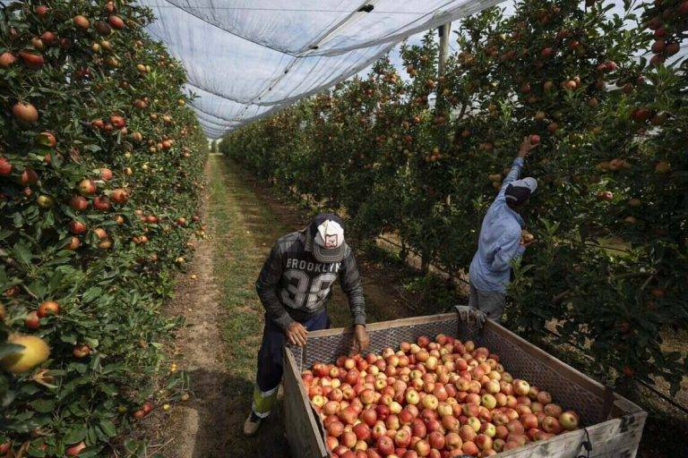 FOTOGRAFÍA. LA TALLADA (COMARCA BAJO AMPURDÁN) GERONA (REINO DE ESPAÑA), 14 DE AGOSTO DE 2024. APDHA constata en Almería la "falta de medidas" para dar soluciones a los "graves problemas de trabajadores migrantes". Extranjeros representan el 30 % de trabajadores de la Agricultura española. Detalle de trabajadores durante la cosecha de recolección de la manzana de la Indicación Geográfica Protegida Poma de Gerona en La Tallada (comarca de Bajo Ampurdán) en la provincia de Gerona (Reino de España). Los extranjeros representan el 30 % de los trabajadores de la agricultura española, y empresarios y sindicatos coinciden en que hacen falta reformas para garantizar su inserción en las zonas rurales y lograr que su contratación sea regulada. Efe