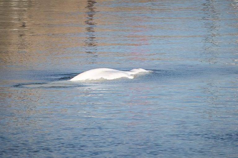 FOTOGRAFÍA. Saint Pierre La Garenne (France), 09/08/2022. Muere la ballena blanca "espia" rusa.- A lost Beluga whale swimming in a lock of the Seine river in Saint Pierre la Garenne, Normandy Region, France, 09 August 2022. The strayed whale was first spotted on 02 August and a rescue operation will be conducted to move the beluga to a salt water basin before an eventual return to the marine environment (Francia). Efe