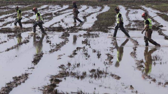 DANA Valencia Agroseguro eleva a 25.000 las hectáreas de cultivo afectadas FOTOGRAFÍA. ALFAFAR (VALENCIA) COMUNIDAD VALENCIANA (REINO DE ESPAÑA, 08 DE NOVIEMBRE DE 2024. Imagen de militares de la Unidad Militar de Emergencias (UME) de León en labores de búsqueda de cuerpos arrastrados por las riadas entre los arrozales de Alfafar (Valencia) tras la Depresión Aislada en Niveles Altos (DANA). Efe