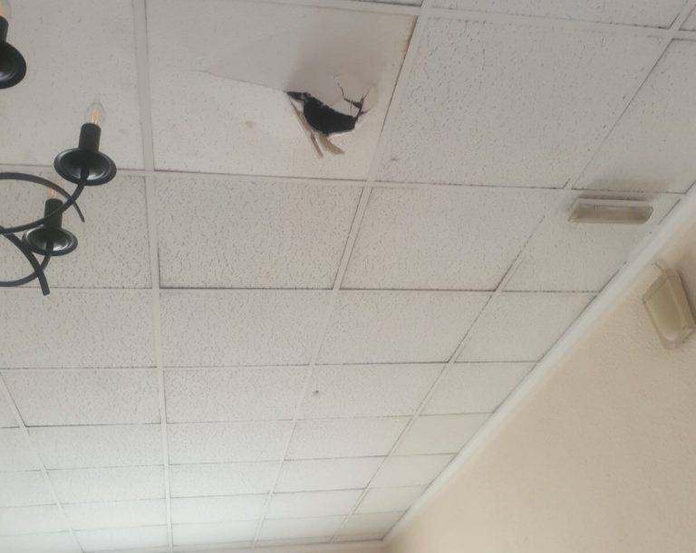 FOTOGRAFÍA. MUTXAMEL (ALICANTE) COMUNIDAD VALENCIANA (REINO DE ESPAÑA, 08 DE NOVIEMBRE DE 2024. El Grupo Municipal VOX en el Ayuntamiento de Mutxamel ha presentado una denuncia ante la Inspección de Trabajo y Seguridad Social para alertar sobre la situación de inseguridad laboral que afecta a los trabajadores del edificio consistorial y a los vecinos que acuden a realizar gestiones en los distintos despachos de los grupos políticos de la oposición. "Cuando llueve de forma moderada nos invade una sensación de peligro e inseguridad. Solo hay que darse una vuelta por la primera planta y mirar hacia arriba: el techo de escayola tiene grietas, partes abombadas, y si miramos a través de los agujeros se ve perfectamente la claridad que atraviesa el tejado, debido a su mal estado". Lasvocesdelpueblo (Ñ Pueblo)