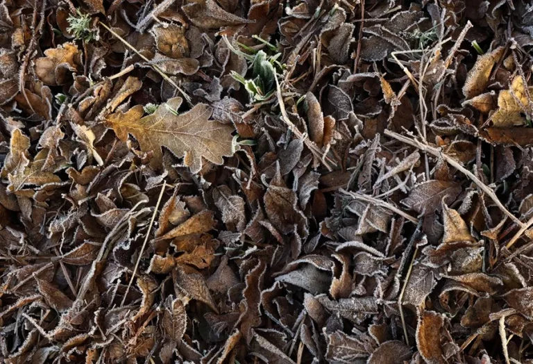 FOTOGRAFÍA. SANTIAGO DE COMPOSTELA (GALICIA) REINO DE ESPAÑA, 07 DE FEBRERO DE 2025. Detalle de unas hojas caídas de los árboles cubiertas de escarcha en Santiago de Compostela (Galicia) este viernes. Efe