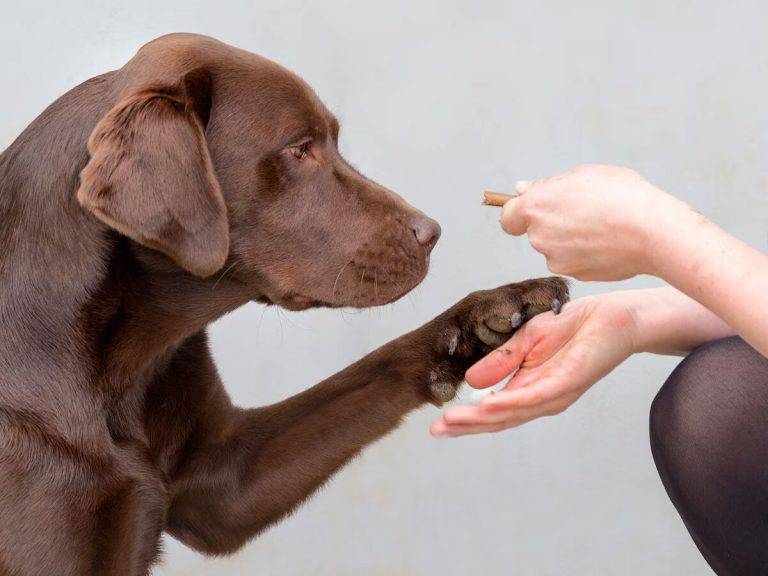 FOTOGRAFÍA. MADRID (REINO DE ESPAÑA), 06 DE MARZO DE 2025. Los perros portadores de una variante genética fuertemente asociada a la obesidad, la DENND1B, tienen un 8% más de posibilidades de ser obesos que los que no la tienen. Efe