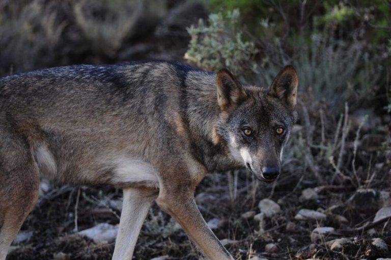 FOTOGRAFÍA. REINO DE ESPAÑA, 22 DE MARZO DE 2025. Detalle de un lobo en España. Lasvocesdelpueblo (Ñ Pueblo)