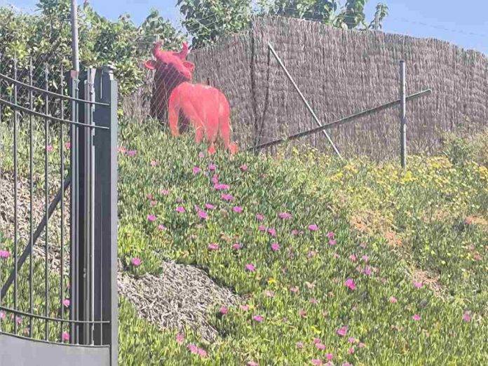 FOTOGRAFÍA. SABADELL (BARCELOAN) REINO DE ESPAÑA, 17 DE MAYO DE 2025. Detalle del estado de la vegetación en la N-150 -entrada del Restaurante "La Vinya Grill", entre Sabadell, la capital de la Comarca del Vallés Occidental (provincia de Barcelona), y el municipio de Terrassa este sábado de la primavera 2025. Lasvocesdelpueblo (Ñ Pueblo)