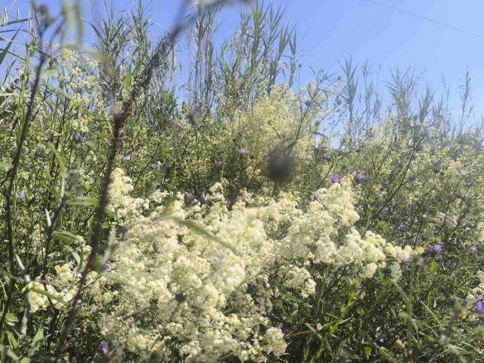Detalle del estado de la vegetación en la N-150, entre Sabadell, la capital de la Comarca del Vallés Occidental (provincia de Barcelona), y el municipio de Terrassa (7) FOTOGRAFÍA. SABADELL (BARCELOAN) REINO DE ESPAÑA, 17 DE MAYO DE 2025. Detalle del estado de la vegetación en la N-150, entre Sabadell, la capital de la Comarca del Vallés Occidental (provincia de Barcelona), y el municipio de Terrassa este sábado de la primavera 2025. Lasvocesdelpueblo (Ñ Pueblo)