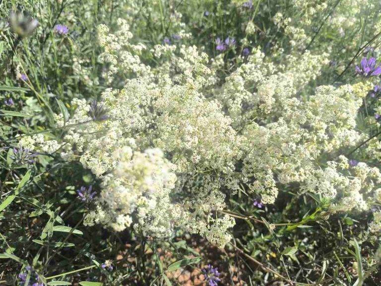 FOTOGRAFÍA. SABADELL (BARCELOAN) REINO DE ESPAÑA, 17 DE MAYO DE 2025. Detalle del estado de la vegetación en la N-150, entre Sabadell, la capital de la Comarca del Vallés Occidental (provincia de Barcelona), y el municipio de Terrassa este sábado de la primavera 2025. Lasvocesdelpueblo (Ñ Pueblo)