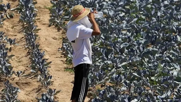 FOTOGRAF-IA, ANDALUCÍA (REINO DE ESAÑA), 02 DE JUNIO DE 28 DE JUNIO DE 2025. Un trabajador del campo se refresca durante su trabajo este miércoles, bajo altas temperaturas. Efe