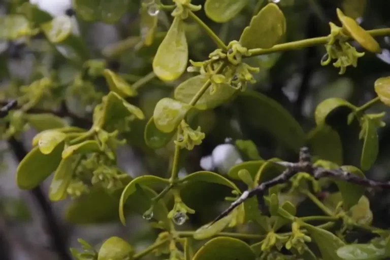 FOTOGRAFÍA. SEVILLA (ANDALUCÍA) REINODE ESPAÑA, 18 DE JULIO DE 2025. Las flores verdes necesitan el amarillo para destacar en su entorno y sobrevivir, según un estudio de la Universidad de Sevilla (US) y la Universidad Pablo de Olavide (UPO) sobre mecanismos utilizados por flores verde. Lasvocesdelpueblo (Ñ Pueblo)