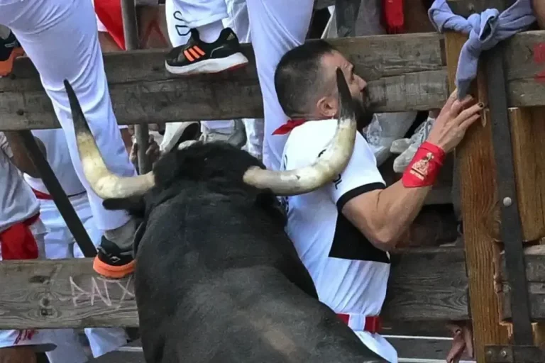 FOTOGRAFÍA. PAMPLONA (NAVARRA) REINO DE ESPAÑA, 08 DE JULIO DE 2025. Un toro de la ganadería Cebada Gago embiste a un mozo durante el segundo encierro de los Sanfermines. Efe
