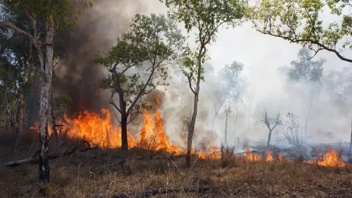 Altas temperaturas en la península e Islas Canarias FOTOGRAFÍA. REINO DE ESPAÑA, 08 DE AGOSTO DE 2025. Protección Civil y Emergencias mantiene con una "alta probabilidad la alerta por altas temperaturas hasta la próxima semana" en España. Las autoridades españolas lanza una alerta por altas temperaturas en casi toda la península y en la Islas Canarias. Lasvocesdelpueblo (Ñ Pueblo)