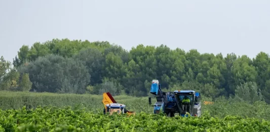 FOTOGRAFÍA. RAIMAT (LÉRIDA) CATALUÑA (REINO DE ESPAÑA), 25 DE AGOSTO DE 2025. En la imagen labores de vendimia en Raimat (Lérida), Comunidad Autónoma de Cataluña (Reino de España). Efe