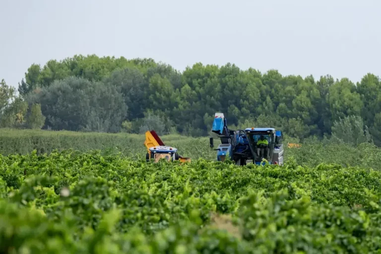 FOTOGRAFÍA. RAIMAT (LÉRIDA) CATALUÑA (REINO DE ESPAÑA), 25 DE AGOSTO DE 2025. En la imagen labores de vendimia en Raimat (Lérida), Comunidad Autónoma de Cataluña (Reino de España). Efe