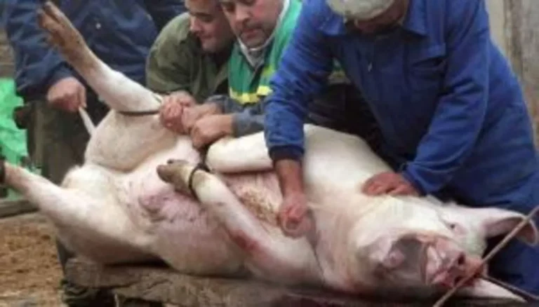 FOTOGRAFÍA. GUADALAJARA (CASTILLA-LA MANCHA) REINO DE ESPAÑA, 01 DE FEBRERO DE 2013. La formación política animalista española Partido Animalista Con el Medio Ambiente (PACMA) reclamó hoy "el fin de la matanza del cerdo (sacrificio del cerdo) en España. PACMA lo ha manifestado por escrito al Ayuntamiento de Guadalajara, a los Servicios Periféricos de la Consejería de Sanidad y Asuntos Sociales en Guadalajara y a la Delegación Territorial de la Junta de Castilla la Mancha en Guadalajara. "Tenemos constancia de que tanto en este municipio como en otros se ignora la legislación en matanzas públicas y domiciliarias" de animales. Añade PACMA que "ya es suficientemente grotesco convertir en un acto festivo la matanza de un animal, como para añadir, además, el sufrimiento derivado de no utilizar métodos de aturdimiento previo, práctica ésta que es habitual en Castilla la Mancha". Se espera que algún día PACMA se anima y haga lo mismo para la Matanza Halal y Sacrificio del Cordero de los islamistas, mediante al menos un comunicado o si tenga valor en una manifestación en un lugar okupado por los islamistas para su fiesta del cordero. Lasvocesdelpueblo (Ñ Pueblo)