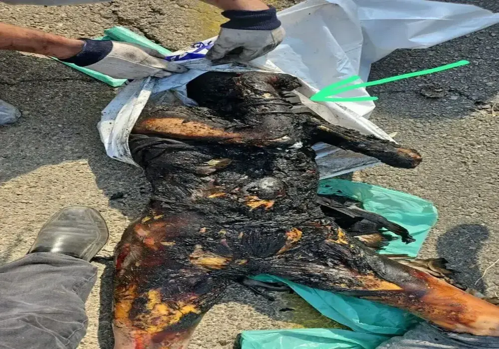 FOTOGRAFÍA. SUR DE ISRAEL (ISAREL), 07 D EOCTUBRE DE 2025. Advertencia: Contenido violento que puede herir su sensibilidad, pero es urgente y necesario que el Occidente idiotizado y perverso sepa que son capaces de hacer los llamados "pro-Palestina" y sus colegas de "Hamás ISIS e Yihad Islámica Palestina (YIP) ISIS. Se recomienda discreción al usuario. Esta foto que muestra a una joven mujer israelí después de ser atada y violada por los nazis de Hamás ISIS, es unas de las imágenes gráficas que documentan los horrores de ese día, 7 de octubre de 2023, registrados en suelo soberano de Israel. En la mañana del sábado 7 de octubre de 2023, más de 3.000 terroristas de Hamás ISIS y e Yihad Islámica Palestina (YIP) ISIS asaltaron la valla fronteriza entre el territorio soberano del Estado de Israel y la Franja de Gaza y, una vez en suelo israelí, cometieron crímenes de guerra y de lesa humanidad, incluyendo asesinatos, violaciones sexuales de niñas y jóvenes israelíes hasta partir la pelvis en la mayoría de las niñas —quemando los cuerpos de la mayoría de las mujeres violadas para intentar de esconder las pruebas de las agresiones sexuales—, torturas y secuestros. Más de 1.200 hombres, mujeres, ancianos y niños fueron asesinados en la brutal masacre nazis de los islamofascistas de Hamás ISIS e Yihad Islámica Palestina (YIP) ISIS, ese día festivo en toda Israel, el Shabat (día de descanso judío) y la festividad judía de Simjat Torá. Más de 250 rehenes fueron secuestrados de sus hogares en Israel y llevados a Gaza. El 7 de octubre fue el día más mortífero para los judíos desde el Holocausto (Shoah)/Kristallnacht nazi del 1938 hasta el fin de la segunda guerra mundial. MATANZA DE HAMAS/CRÍMENES DE GUERRA DOCUMENTADOS/7 DE OCTUBRE DE 2023/https://www.hamas-massacre.net//Lasvocesdelpueblo (Ñ pueblo)