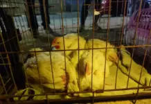 FOTOGRAFÍA. ALGEMESÍ (COMUNIDAD VALENCIANA) REINO DE ESPAÑA, 18 DE NOVIEMBRE DE 2025. El grupo antiespecista que se hace llamar "València Animal Save" exige la puesta "en libertad" de 10 pollos de un matadero de Algemesí (Valencia) Reino de España. La organización animalista pide comer vegetal y considera que "los animales son seres sintientes con sus propios intereses y que de manera urgente necesitan dejar de ser utilizados por los humanos".