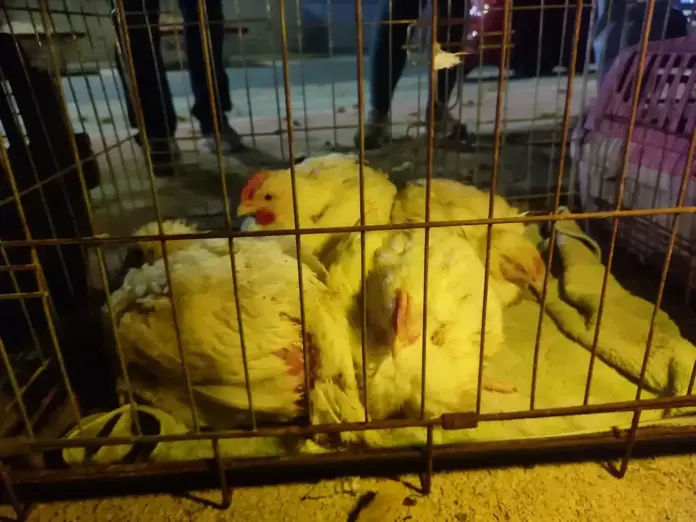 pollos, animalistas,aves FOTOGRAFÍA. ALGEMESÍ (COMUNIDAD VALENCIANA) REINO DE ESPAÑA, 18 DE NOVIEMBRE DE 2025. El grupo antiespecista que se hace llamar "València Animal Save" exige la puesta "en libertad" de 10 pollos de un matadero de Algemesí (Valencia) Reino de España. La organización animalista pide comer vegetal y considera que "los animales son seres sintientes con sus propios intereses y que de manera urgente necesitan dejar de ser utilizados por los humanos".