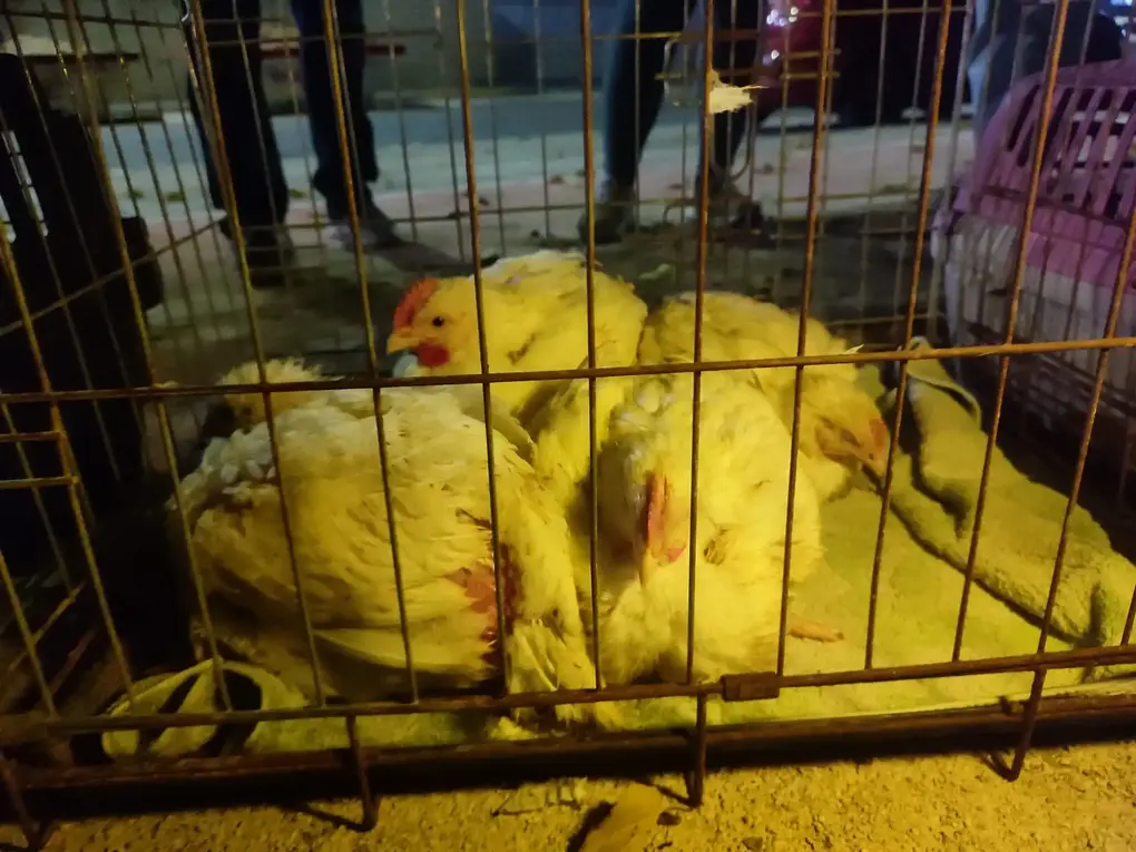 FOTOGRAFÍA. ALGEMESÍ (COMUNIDAD VALENCIANA) REINO DE ESPAÑA, 18 DE NOVIEMBRE DE 2025. El grupo antiespecista que se hace llamar "València Animal Save" exige la puesta "en libertad" de 10 pollos de un matadero de Algemesí (Valencia) Reino de España. La organización animalista pide comer vegetal y considera que "los animales son seres sintientes con sus propios intereses y que de manera urgente necesitan dejar de ser utilizados por los humanos".