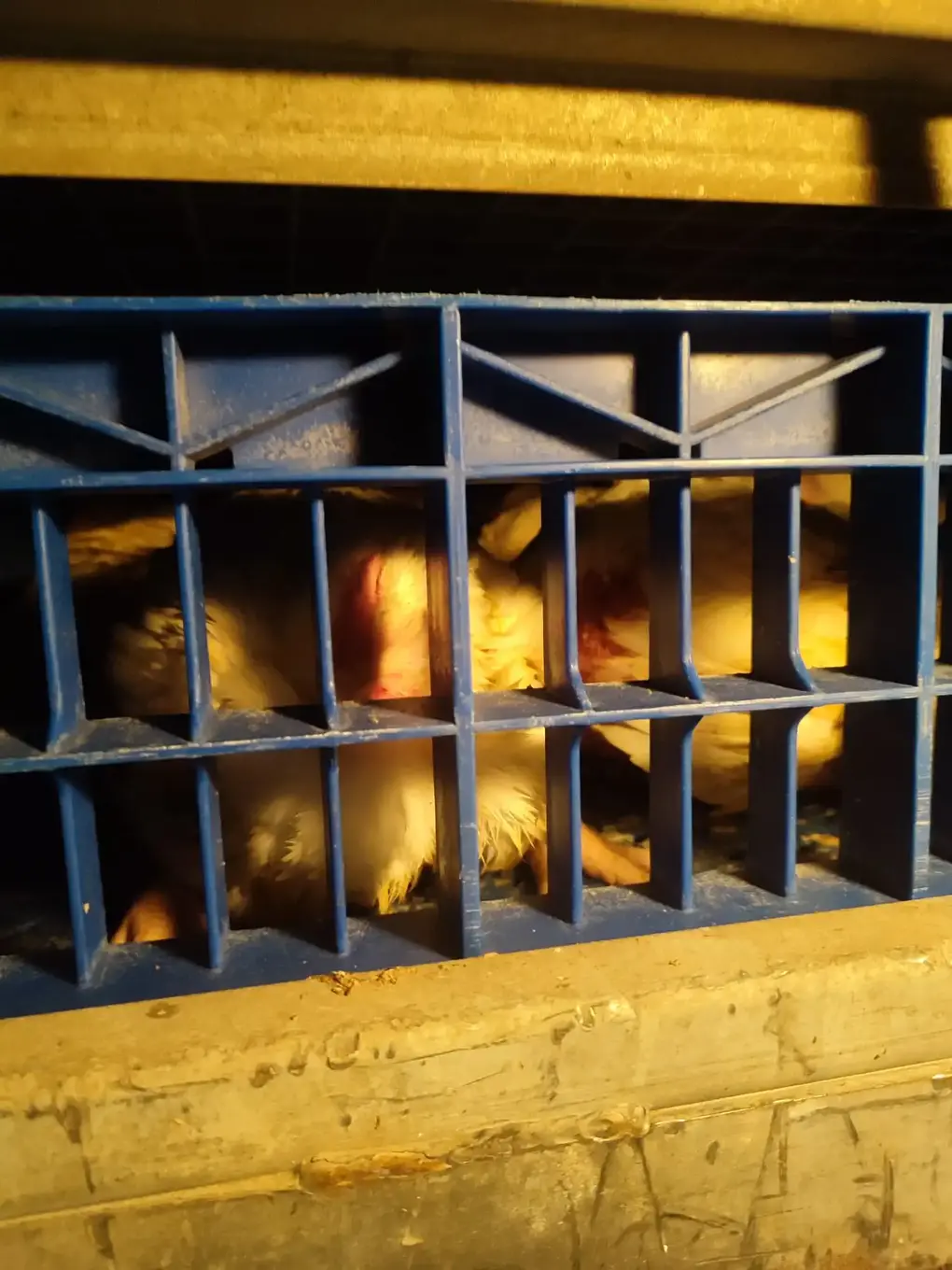 FOTOGRAFÍA. ALGEMESÍ (COMUNIDAD VALENCIANA) REINO DE ESPAÑA, 18 DE NOVIEMBRE DE 2025. El grupo antiespecista que se hace llamar "València Animal Save" exige la puesta "en libertad" de 10 pollos de un matadero de Algemesí (Valencia) Reino de España. La organización animalista pide comer vegetal y considera que "los animales son seres sintientes con sus propios intereses y que de manera urgente necesitan dejar de ser utilizados por los humanos".