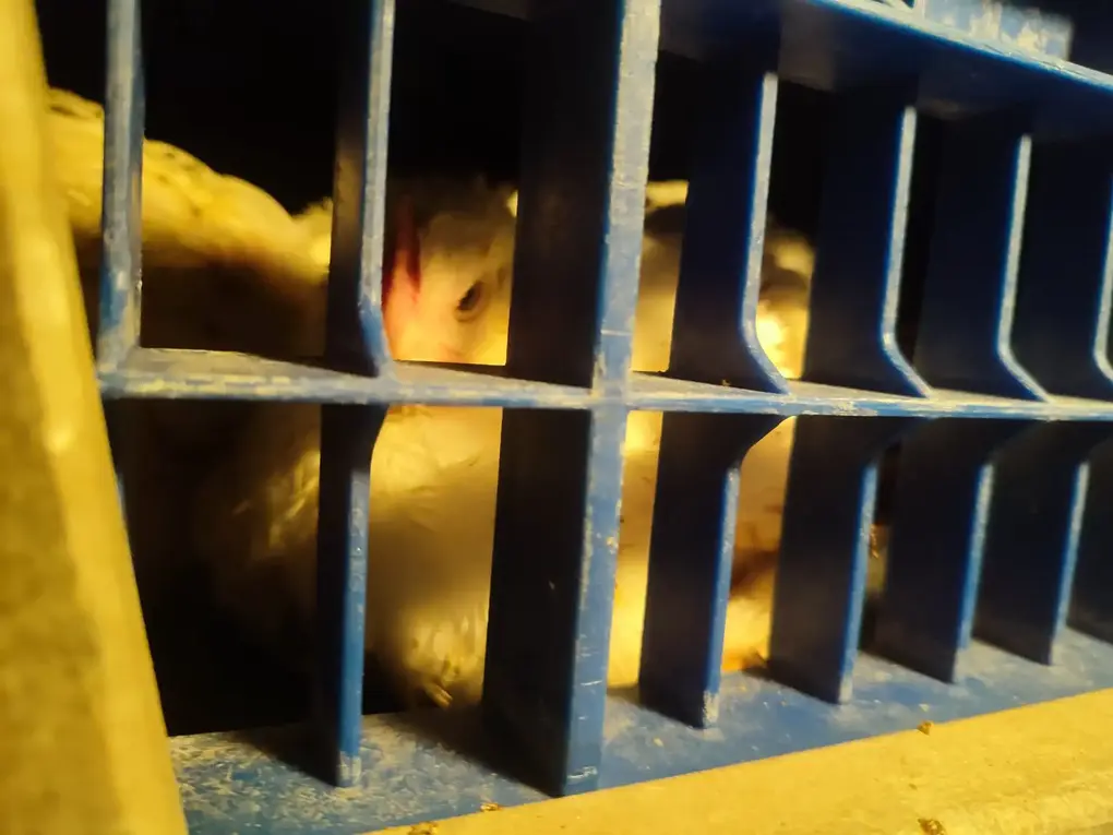 FOTOGRAFÍA. ALGEMESÍ (COMUNIDAD VALENCIANA) REINO DE ESPAÑA, 18 DE NOVIEMBRE DE 2025. El grupo antiespecista que se hace llamar "València Animal Save" exige la puesta "en libertad" de 10 pollos de un matadero de Algemesí (Valencia) Reino de España. La organización animalista pide comer vegetal y considera que "los animales son seres sintientes con sus propios intereses y que de manera urgente necesitan dejar de ser utilizados por los humanos".