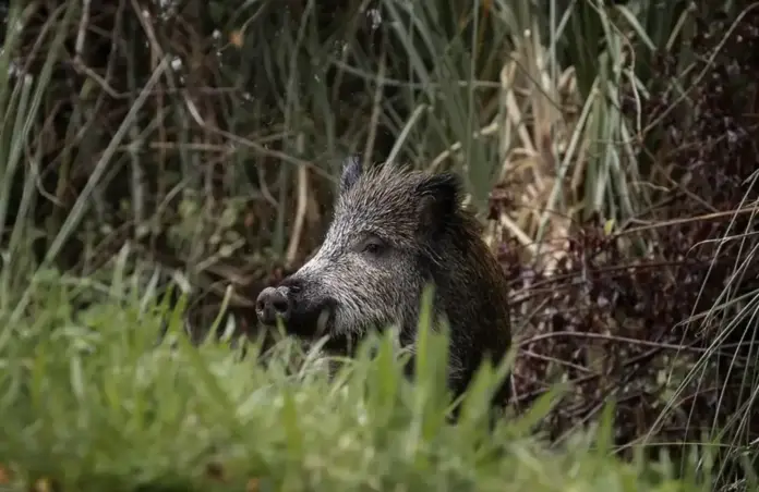 FOTOGRAFÍA. ESPAÑA, 29 DE NOVIEMBRE DE 2025. Detalle de un jabalí se alimenta al borde de una carretera. Efe