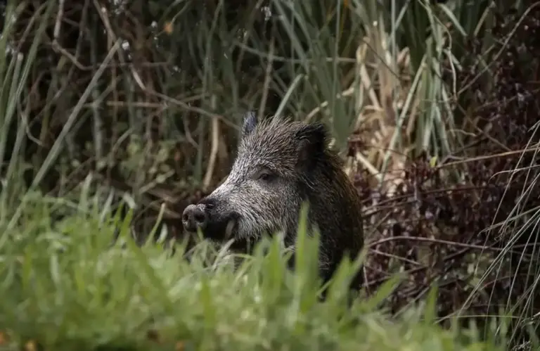 FOTOGRAFÍA. ESPAÑA, 29 DE NOVIEMBRE DE 2025. Detalle de un jabalí se alimenta al borde de una carretera. Efe