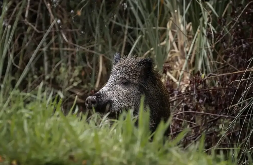 FOTOGRAFÍA. ESPAÑA, 29 DE NOVIEMBRE DE 2025. Detalle de un jabalí se alimenta al borde de una carretera. Efe