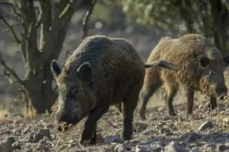 FOTOGRAFÍA. ESPAÑA, 29 DE NOVIEMBRE DE 2025. Detalle de una manada de jabalíes registrada alimentándose. Efe