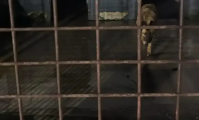 FOTOGRAFÍA. CIUDAD AUTÓNOMA DE CEUTA (ESPAÑA), 27 DE DICIEMBRE DE 2025. El PP abandona a los perros y gatos en Ceuta. Detalle de una imagen de los animales en el "Centro de Protección, Cuidado y Estancia Temporal Animal" de la Ciudad Autónoma de Ceuta. Protectora de Animales y Plantas de Ceuta/Lasvocesdelpueblo (Ñ Pueblo). Lasvocesdelpueblo (Ñ Pueblo)