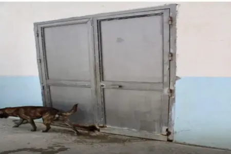 FOTOGRAFÍA. CIUDAD AUTÓNOMA DE CEUTA (ESPAÑA), 27 DE DICIEMBRE DE 2025. El PP abandona a los perros y gatos en Ceuta. Detalle de una imagen de los animales en el "Centro de Protección, Cuidado y Estancia Temporal Animal" de la Ciudad Autónoma de Ceuta. Protectora de Animales y Plantas de Ceuta/Lasvocesdelpueblo (Ñ Pueblo). Lasvocesdelpueblo (Ñ Pueblo)