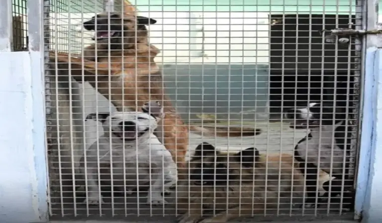 FOTOGRAFÍA. CIUDAD AUTÓNOMA DE CEUTA (ESPAÑA), 27 DE DICIEMBRE DE 2025. Transición hacia un tiempo anticiclónico en España este lunes. El PP abandona a los perros y gatos en Ceuta. Detalle de una imagen de los animales en el "Centro de Protección, Cuidado y Estancia Temporal Animal" de la Ciudad Autónoma de Ceuta. Protectora de Animales y Plantas de Ceuta/Lasvocesdelpueblo (Ñ Pueblo). Lasvocesdelpueblo (Ñ Pueblo)