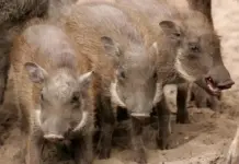 FOTOGRAFÍA. REINO DE ESPAÑA, 02 DE DICIEMBRE DE 2025. Detalle de un grupo de jabalíes. Efe