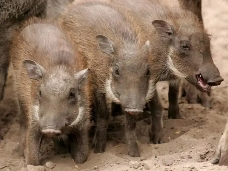 FOTOGRAFÍA. REINO DE ESPAÑA, 02 DE DICIEMBRE DE 2025. Detalle de un grupo de jabalíes. Efe