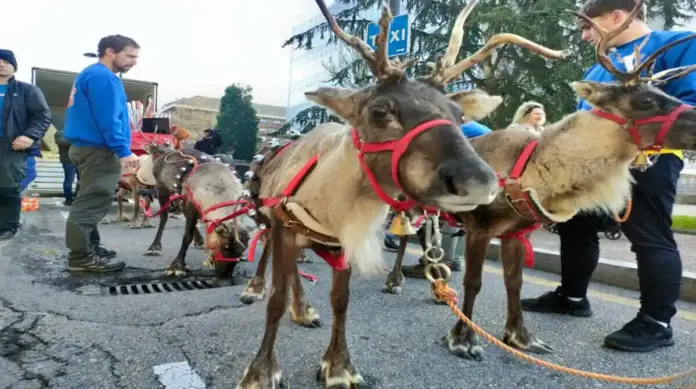 FOTOGRAFÍA. ORENSE (GALICIA) REINO DE ESPAÑA, 20 DE DICIEMBRE DE 2025. Piden a Orense el cese de uso de ciervos navideños en cabalgatas. Todo listo para la tradicional cabalgata navideña de por las calles de Orense mientras los grupos animalistas ponen el grito en el cielo porque solo una parte del conjunto de los animales presentes (los seres humanos y ciervos navideños) van a disfrutar y emocionarse del evento, denuncian desde Plataforma Defensa Animal. Lasvocesdelpueblo (Ñ Pueblo)