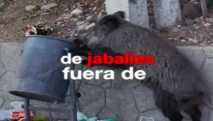 abalí, peste porcina, Exigimos saber si el laboratorio manipuló material antes la Peste Porcina FOTOGRAFÍA. BARCELONA (CATALUÑA) REINO DE ESPAÑA, 05 DE DICIEMBRE DE 2025. Captura de un jabalí buscando comida en cubo de basura de por las calles de Cataluña. Captura Señal VOX/Lasvocesdelpueblo (Ñ Pueblo)