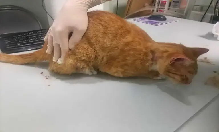 FOTOGRAFÍA. CASTELLÓN (COMUNIDAD VALENCIANA) REINO DE ESPAÑA, 17 DE ABRIL DE 2020. Detalle de un gato apaleado momentos antes de la eutanasia para ilustrar el ataque de un maltratado del gato de Castellón el pasado 17 de abril de 2020. Partido Animalista Con el Medio Ambiente (PACMA)/Lasvocesdelpueblo (Ñ Pueblo)