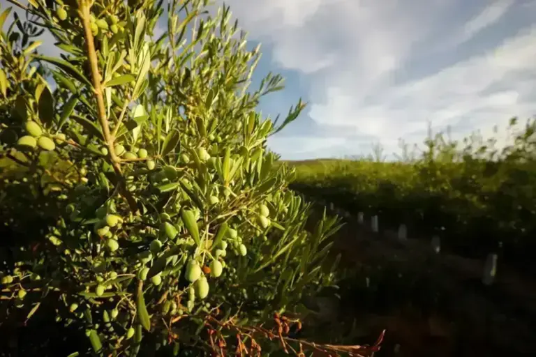 FOTOGRAFÍA. CÓRDOBA (ÁNDALUCÍA) REINO DE ESPAÑA, 03 DE OCTUBRE DE 2025. Vista de un olivar en la provincia de Córdoba, en la Comunidad Autónoma de Andalucía (Reino de España). Efe