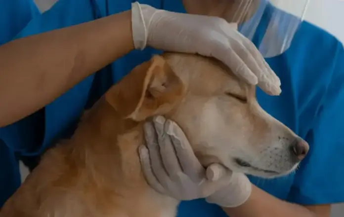 FOTOGRAFÍA. MADRID (REINO DE ESPAÑA), 19 DE DICIEMBRE DE 2025. Casi el 12% de veterinarios con pensamientos suicidas en España: Esta es una de las conclusiones del estudio "¿Qué está pasando con el sector veterinario?", sobre la salud mental del sector veterinario impulsado por Gosbi, la marca de alimentación y cuidado de perros y gatos comprometida con la calidad y el respeto animal, junto a Dynata, el mayor proveedor de datos propios a nivel mundial. Gosbi/Lasvocesdelpueblo (Ñ Pueblo)