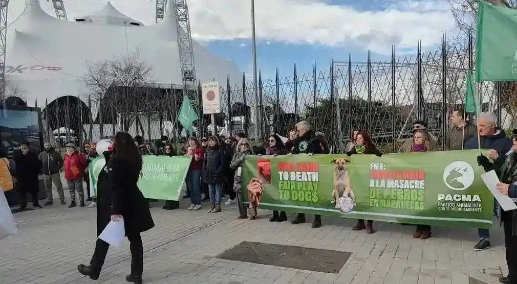 FOTOGRAFÍA. MADRID (ESPAÑA), 24 DE ENERO DE 2026. PACMA denuncia envenenamientos y matanzas de perros en Marruecos. Varias decenas de personas se han congregado hoy frente a la Institución Ferial de Madrid (IFMA) para denunciar los envenenamientos y matanzas de perros que continúan produciéndose en el país islamista magrebí de Marruecos. Lasvocesdelpueblo (Ñ Pueblo)