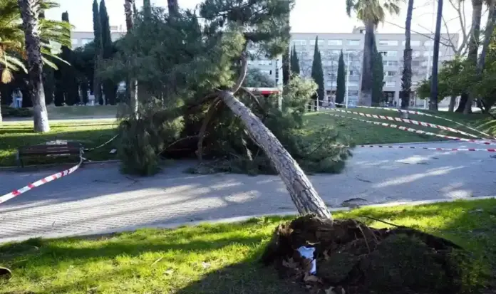 FOTOGRAFÍA. BARCELONA (CATALUÑA) ESPAÑA, 12 DE FEBRERO DE 2026.Vista de un árbol caído en la calle Marina de Barcelona este jueves. Efe