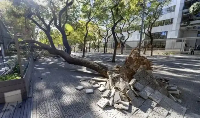 FOTOGRAFÍA. BARCELONA (CATALUÑA) ESPAÑA, 12 DE FEBRERO DE 2026. Un árbol caído en la zona alta de Barcelona durante las rachas muy fuertes de viento que Cataluña registra desde la madrugada este jueves. Efe