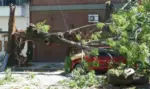 FOTOGRAFÍA. BARCELONA (CATALUÑA), 10 DE FEBRERO DE 2026. Cataluña en alerta extrema por rachas de viento de 108 km/h. Detalle de árbol caído en la Comunidad Autónoma de Cataluña. Lasvocesdelpueblo (Ñ Pueblo) 