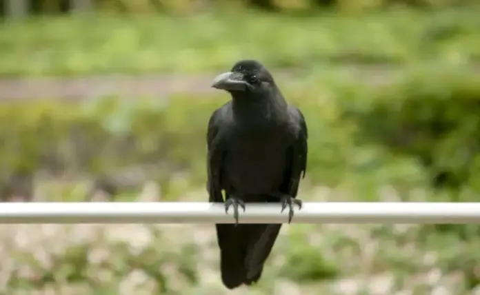 FOTOGRAFÍA. TOKIO (JAPÓN), 04 DE ABRIL DE 2026. Los cuervos destacan por su inteligencia. En la imagen, un cuervo descansa sobre una barandilla en un parque de Tokio (Japón). Efe