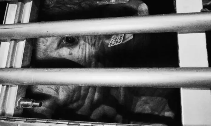 FOTOGRAFÍA. BUÑOL (VALENCIA) COMUNIDAD VALENCIANA (ESPAÑA), 06 DE ABRIL DE 2026. Animalistas documentan la llegada de animales en Buñol. Detalle de una vaca a su llegada a un matadero de la ciudad de Buñol, en la Comunidad Valenciana, España, este lunes 6 de abril de 2026. Lasvocesdelpueblo (Ñ Pueblo)