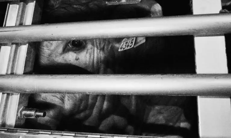 FOTOGRAFÍA. BUÑOL (VALENCIA) COMUNIDAD VALENCIANA (ESPAÑA), 06 DE ABRIL DE 2026. Animalistas documentan la llegada de animales en Buñol. Detalle de una vaca a su llegada a un matadero de la ciudad de Buñol, en la Comunidad Valenciana, España, este lunes 6 de abril de 2026. Lasvocesdelpueblo (Ñ Pueblo)