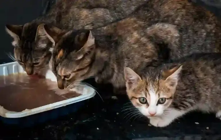 FOTOGRAFÍA. BARCELONA (CATALUÑA) ESPAÑA, 14 DE MAYO DE 2026. TACRC suspende una licitación de Chiva tras recurso de alimentadoras felinas. Detalle de gatos comiendo de una olla blanca, en una imagen creada por Freepik/Magic/Lasvocesdelpueblo (Ñ Pueblo)