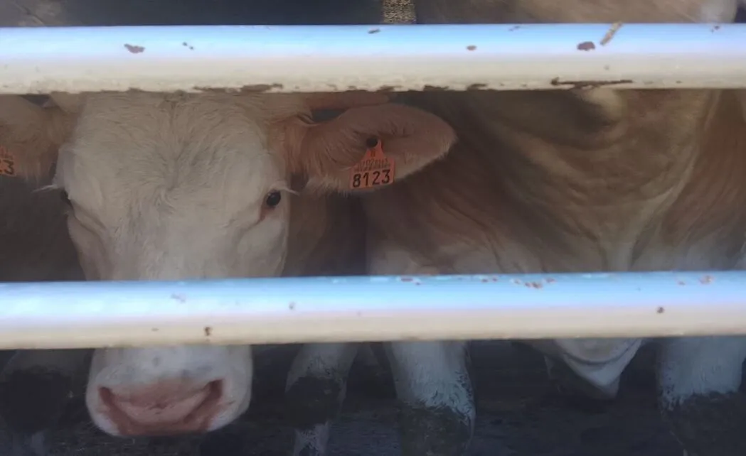 FOTOGRAFÍA. BUÑOL (COMUNIDAD VALENCIANA) ESPAÑA, 02 DE MAYO DE 2026. Activistas documentan la realidad de animales ante matadero de Buñol. La Plataforma Defensa Animal ha llevado a cabo una acción de documentación en el matadero de Buñol, con el objetivo de visibilizar la realidad que viven los animales antes de ser ejecutados. Lasvocesdlepueblo (Ñ Pueblo)