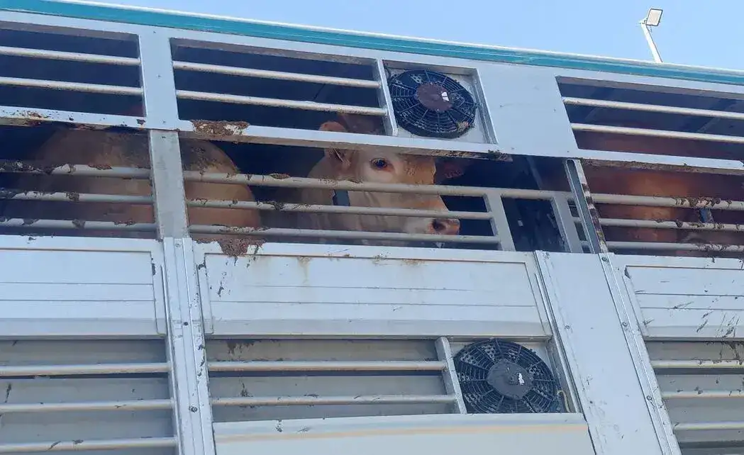 FOTOGRAFÍA. BUÑOL (COMUNIDAD VALENCIANA) ESPAÑA, 02 DE MAYO DE 2026. Activistas documentan la realidad de animales ante matadero de Buñol. La Plataforma Defensa Animal ha llevado a cabo una acción de documentación en el matadero de Buñol, con el objetivo de visibilizar la realidad que viven los animales antes de ser ejecutados. Lasvocesdlepueblo (Ñ Pueblo)