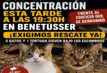 FOTOGRAFÍA. BENETÚSSER (VALENCIA) COMUNIDAD VALENCIANA (ESPAÑA), 17 DE JULIO DE 2026. Concentración para rescata a los animales víctimas del edificio derrumbado en Benetússer. Entidades animalistas han realizado una convocatoria frente al edificio que se derrumbó en Benetússer con el fin de pedir el rescate de 5 gatos y una tortuga que podrían estar atrapados bajo los escombros. Lasvocesdelpueblo (Ñ Pueblo)
